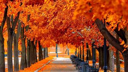 Nature Fall Orange Landscape Ayat Tree Contoh