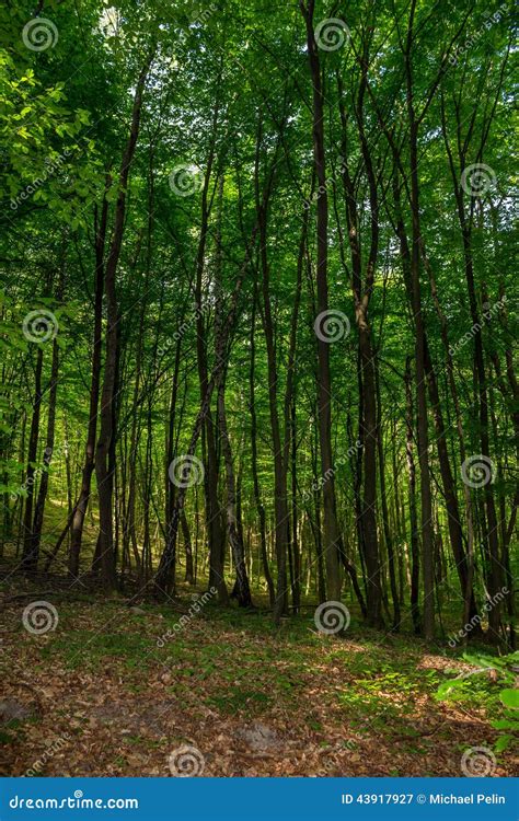 Forest Glade In Shade Of The Trees Stock Image Image Of Beauty