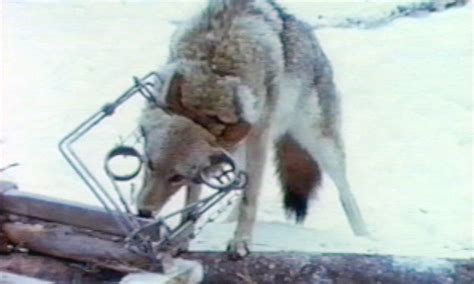 Types Of Traps Used In Canada The Fur Bearers