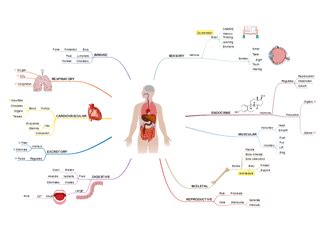 Human Body Anatomy Mind Map IMindQ