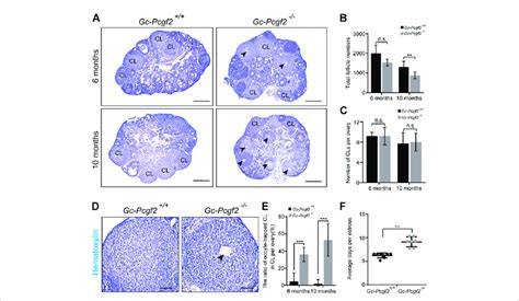 Deleting Pcgf2 From Ovarian Follicle Granulosa Cells Accelerates