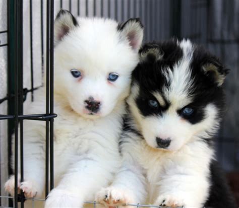Pomsky Puppies Miniature Husky Pomeranian Pets Lovers