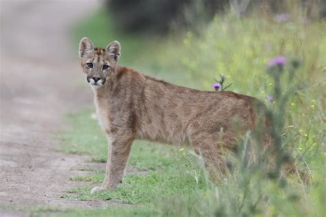 Puma Puma Concolor Ecoregistros