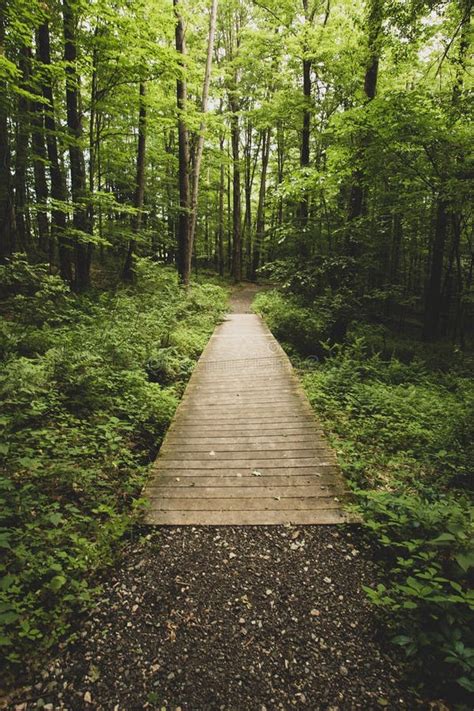 Peaceful Walk Through The Woods Stock Image Image Of Meditate Hike