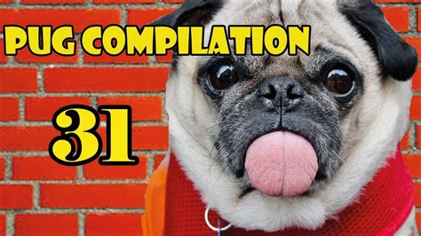 Pug Compilation 31 Funny Dogs But Only Pug Videos Instapugs Youtube
