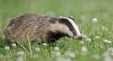 Government U Turn On Promises To End Badger Culling Essex Wildlife Trust