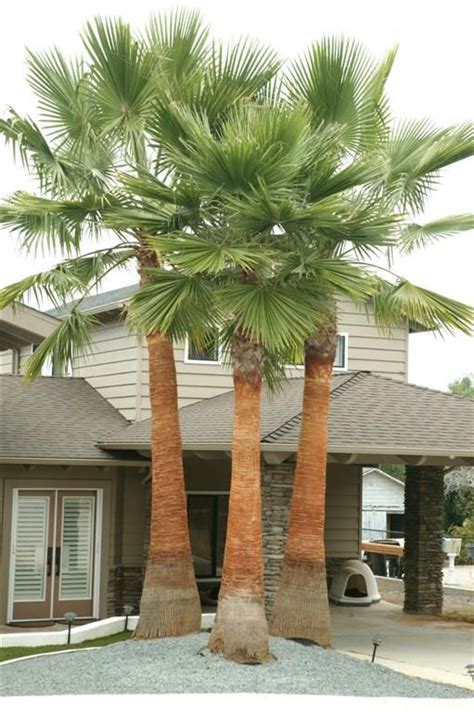 Washingtonia Robusta The Mexican Fan Palm With Recently Cleaned