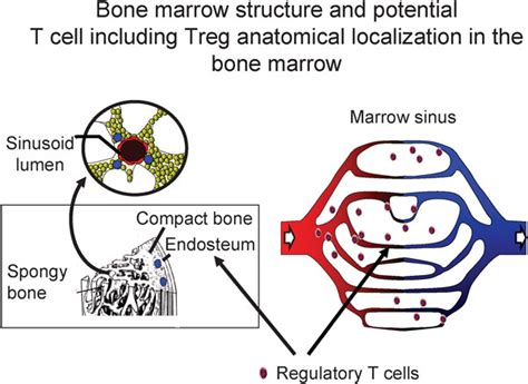 Bone Marrow Structure The Bone Marrow Is Encased By Cortical Bone And