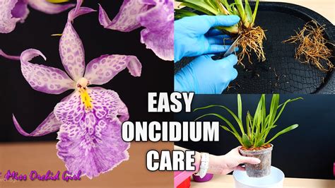 How To Care For Oncidium Orchids Watering Repotting Reblooming