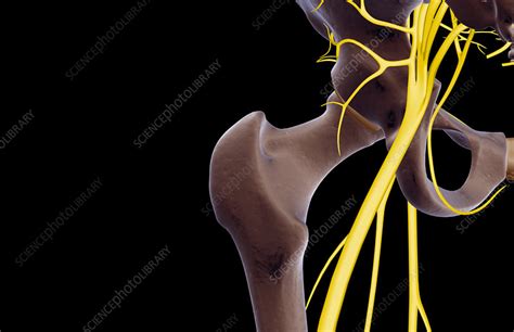 The Nerves Of The Hip Stock Image F0016646 Science Photo Library
