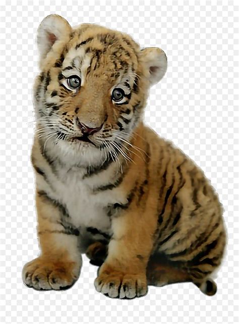 Cute Baby Tiger Png Transparent Baby Tiger Png Png Download Vhv