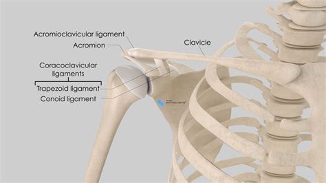 Ac Joint Surface Anatomy