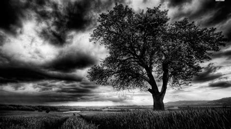 Free Download Dark Tree On The Field Bw Photography Field Wallpaper
