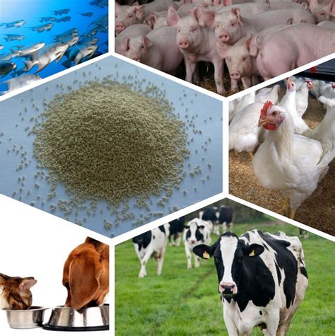 Fubon Feed Yeasts And Solutions For Animal Nutrition Angel Yeast