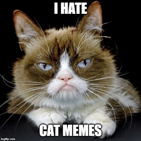 Gallery The Best ‘grumpy Cat Memes Of All Time Nbc4
