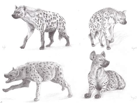 Hyenas Study No5 By Sheydy On Deviantart Realistic Animal Drawings