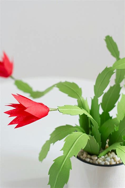 Christmas cacti need planning to achieve the showy holiday blooms you're hoping for. Diy Christmas cactus - The house that Lars built | Paper ...