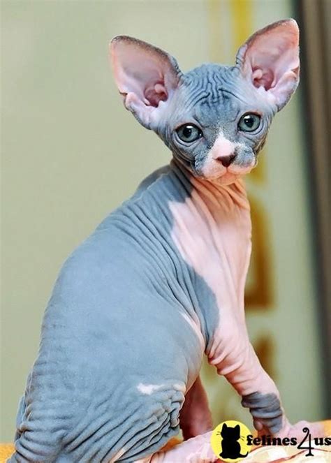 Bluewhite Sphynx Kittens Cute Hairless Cat Sphynx Kittens For Sale