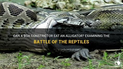 Can A Boa Constrictor Eat An Alligator Examining The Battle Of The