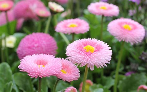 Bellis Perennis English Daisy Pink Flowers Daisies With Pink Pink