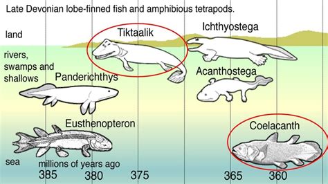 Tiktaalik And Coelacanth Transitional Fossils Genesis Apologetics