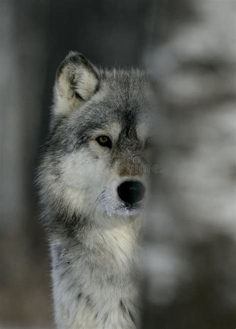 Grey Wolf Canis Lupus Stock Image Image Of Animal Nature 34873257