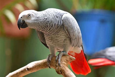 Why Do Parrots Live So Long The Truth