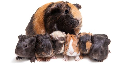 Caramel le cochon d'inde à rosettes est brossé à la fin : Baby Guinea Pig - Care and Development