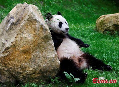 Two Giant Pandas Make Debut At Dutch Zoo 16