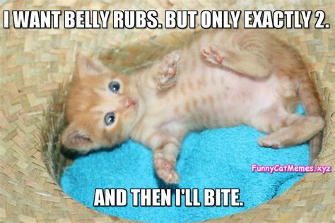 Kitty Wants Belly Rubs Funny Kitten Meme