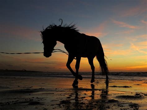 Silhouette Horse Horse Sunset Water Animals Hd Wallpaper