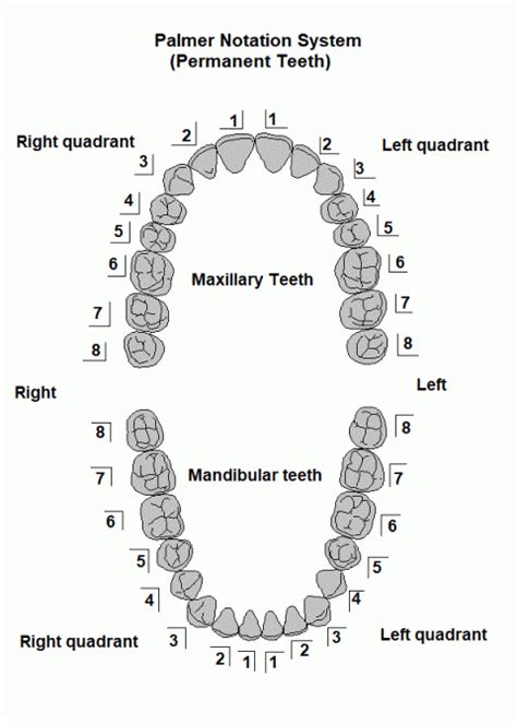 Universal Dental Notation Tooth Number Chart Teeth Numbering Chart My