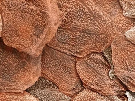The cells in all of the layers except the stratum basale are called keratinocytes. Human skin close-up | I Love the Human Body | Pinterest