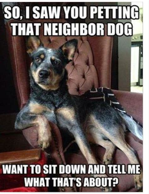 Cute Humor Animal Funny Animal Memes Dog Memes Funny Animal Pictures