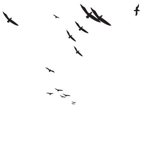 Gambar Siluet Burung Terbang Vektor Siluet Burung Terbang Siluet