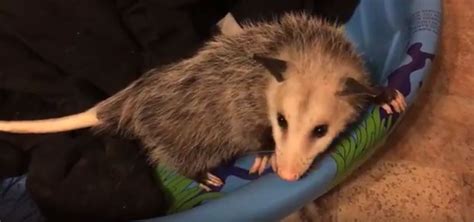 What Animal Is Digging Holes In My Yard Australia - How to Tell Which Animal Is Digging Holes in Your Yard