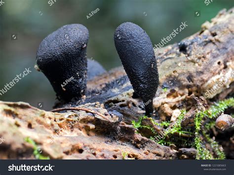 Dead Mans Finger Fungus Xylaria Polymorpha Stock Photo 1221085663