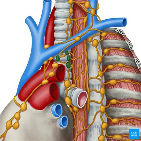 Anatomy Neck Lymph Nodes Illustration Of The Major Neck Lymph Node