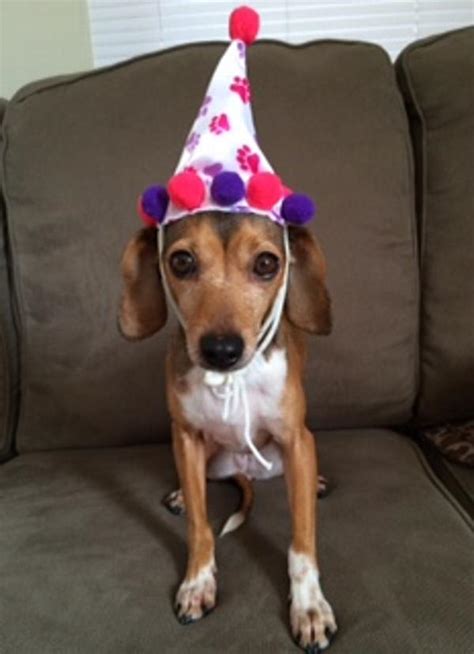 Girl Paw Print Birthday Dog Hat Baxterboo