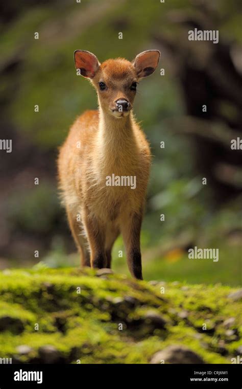 Baby Sika Deer Hi Res Stock Photography And Images Alamy