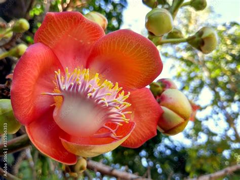 Beautiful Flower Of Sala Tree Stock Photo Adobe Stock