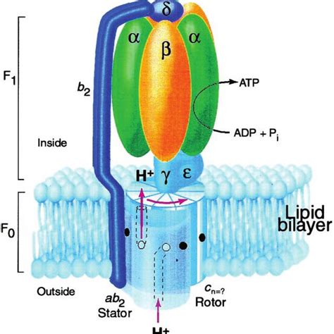 The atp synthase in the inner membrane of mitochondria generates most of the atp that enables higher organisms to live. The components of ATP synthase, a rotary motor. Protons ...