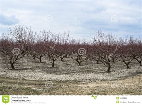 Peach Orchard In Winter Stock Photo Image Of Hungary 50337206