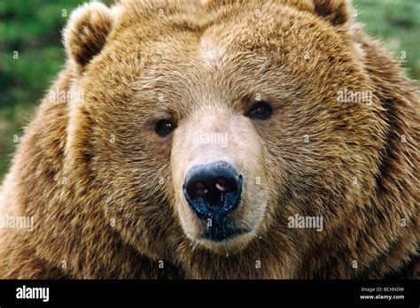 Closeup Of Grizzly Bear Portrait Stock Photo Alamy
