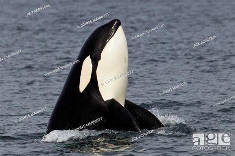 Orca Spyhopping In Johnstone Strait Bc Canada Stock Photo Picture