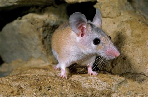 23 Facts About The Spiny Mouse 2023