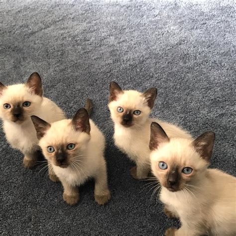 Pure Bred Siamese Kittens For Sale In Trainer Pa Miles Buy And Sell