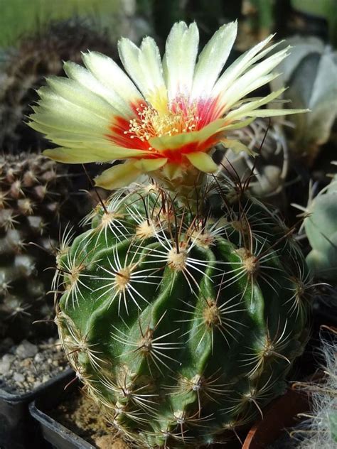 Barrel cactus usually grow along desert washes, gravely slopes and beneath desert canyon walls in all of the hot desert of north america from the mojave, sonoran and chihuahuan deserts of. Thelocactus setispinus (Miniature Barrel Cactus) | Barrel ...