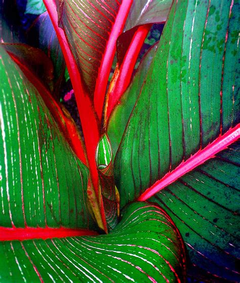 10 Spectacular Red Foliage Tropical Plants For Your Garden