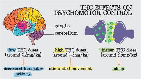Thc Effects On Your Brain And Nervous System Fast Buds